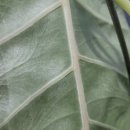 [10/20]가드닝 클래스 이미지