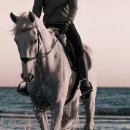 아이펫동물병원 이미지