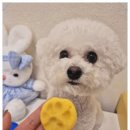 부산애견호텔 강아지 유치원 맘바이 서면본점 네이버블로그