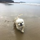 샾 펜션 이미지