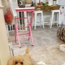 요요펫살롱 이미지