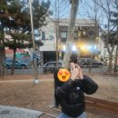 분꽃 : 밤에피는꽃 이미지