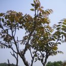 참중나무 이미지