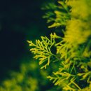 나무의 꿈 이미지