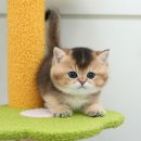 광주강아지분양 고양이분양 미유펫 본점 이미지