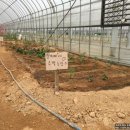 유안농장 이미지