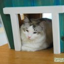 고양이카페38.5 이미지