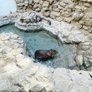 (주)포유리조트 | 대구 네이처파크~ 카피바라, 기니피그 구경할 수 있는 동물원!