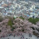 3월31일(일)- 진해 군항제 벚꽃제(해군사관학교/여좌천/제황산/경화역 등등 이미지