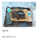 극태유충 입양후기+천공기 소개