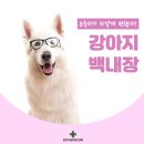 눈이튼튼 동물병원 네이버블로그