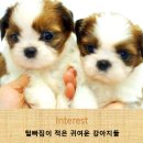 강아지집 이미지