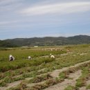 함초농장 이미지