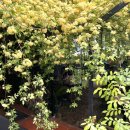 [대구] 목향장미 명소🌼큐바이쿼트 개화상황·애견동반·주차장