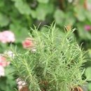 로즈마리 키우기 잎 활용 방법과 과습 없이 물주기 이미지