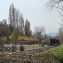 공리농장 | 2026 공리단길 벚꽃 개화 현황 경춘선 숲길 산책 코스와 주차 꿀팁