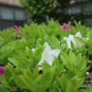 서울온곡초등학교 이미지