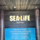 뉴클라인 | [호주 시드니 | SEA LIFE Sydney Aquarium] 시드니 달링하버 씨라이프 시드니 아쿠아리움 수족관 후기