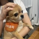 마포생삼겹 이미지