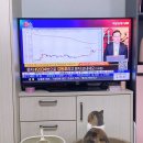 우리고양이 이미지