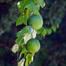 하늘타리 이미지