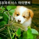 지피에프