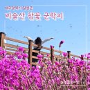 비슬산 참꽃문화제 | [공지] 비슬산 참꽃문화제 대구 축제 군락지 개화정보 및 투어관광버스 운행정보