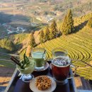 초록잎이 펼치는 세상 | 보성 녹차밭 카페 초록잎이 펼치는세상(내돈내산/아기랑/메뉴판/분위기/주차)