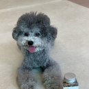 바비덴탈 이미지