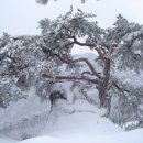 사주팔자(四柱八字)와 성형,,, 이미지