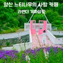 느티나무카페휴게식당 | 양산 느티나무의 사랑 카페 라벤더 개화 상황