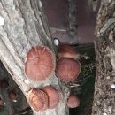 행정사장국환사무소 이미지