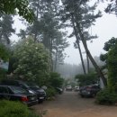 나리와꽃창포 이미지