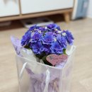 대구 꽃집 어버이날 카네이션 칠성꽃시장 꽃배달 가격 (내돈내산)
