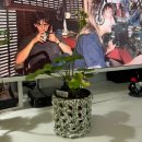 [일원2] 도전 왕초보 유튜브 영상 제작 | 다이소 실로 코바늘 화분 커버 뜨기