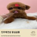 몽실 애견미용 | 진주애견미용 충무공동 몽실살롱 스트레스 없이 예뻐지는 애견샵 추천