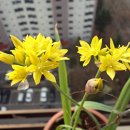 몰리(MOLY) 이미지