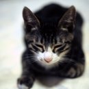 울집꼬맹이 Daum카페