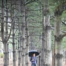 스테이담장 이미지