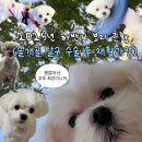 나아라 동물병원 | 2025년 하반기 보리 근황(슬개골 탈구 수술 후 재활과정)