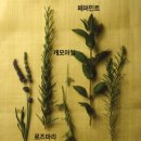 포션