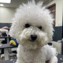 솜사탕 애견미용실 이미지