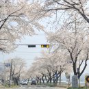 금산-19 | 금산 벚꽃축제 금산 보곡산골 산벚꽃 축제 방문 후기 주차 정보