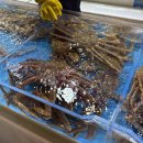 기장대게마을 | 부산 기장시장 대게 맛집 대게 하우스｜대게 수율 솔직 후기