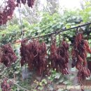 서안농장 이미지