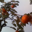일송정민물
