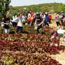 빗돌배기마을(송등) 이미지