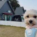 더 레이크 서지 이미지