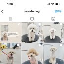 무드앤독 네이버블로그