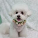 블루맘펫살롱 이미지